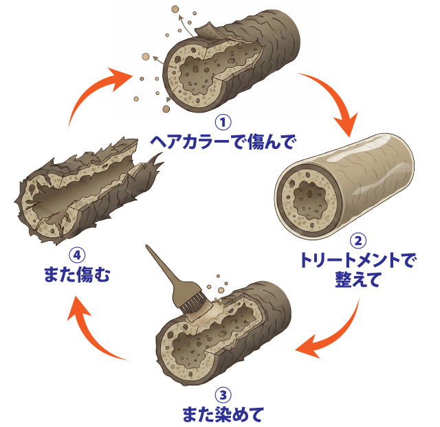 ヘアカラーの繰り返しによる毛髪ダメージ図