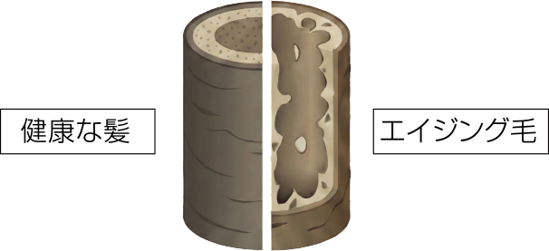 健康な髪＆エイジング毛